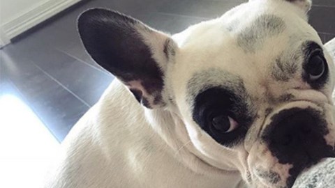 Este perrito está conquistando al mundo con sus quejas y aullidos.