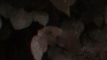 Agentes de policía trabajan en el pueblo El Rodeo, departamento de Escuintla, después de la erupción del volcán.