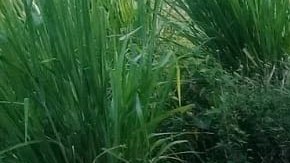 Papelería electoral.