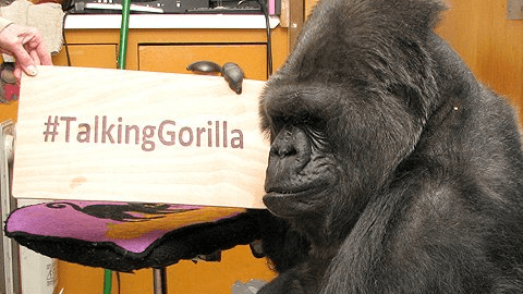 Koko nació en el Zoológico de San Francisco.