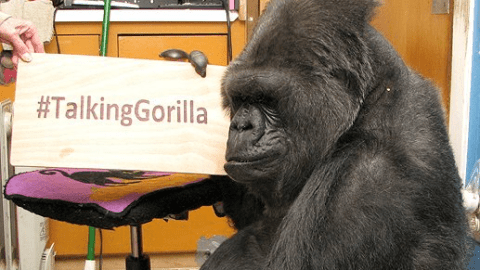 Koko nació en el Zoológico de San Francisco.