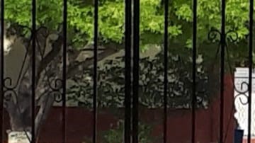 Cayó el estudiante en el patio de la escuela con la herida mortal.