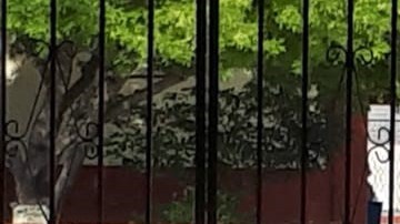 Cayó el estudiante en el patio de la escuela con la herida mortal.