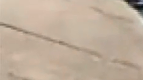 Este león marino dio a luz en un lugar inesperado.