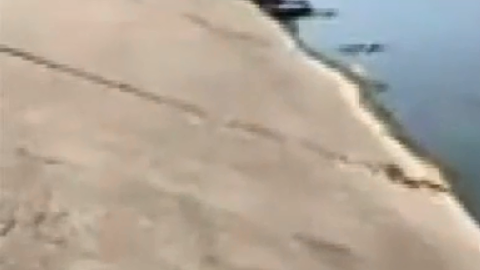 Este león marino dio a luz en un lugar inesperado.