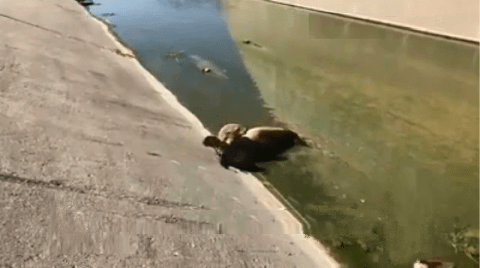Este león marino dio a luz en un lugar inesperado.