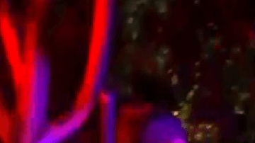 El incidente ocurrió de madrugada bajo la autopista 101 en Franklin Avenue.