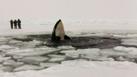 Muchas de las ballenas cazadas eran jóvenes.