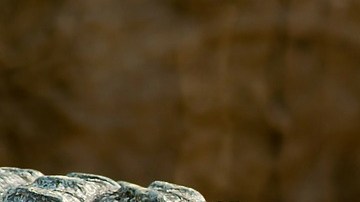 Cocodrilo mata a pastor durante bautizo