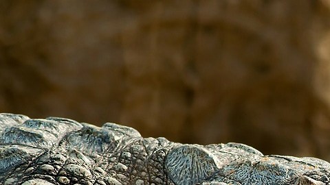 Cocodrilo mata a pastor durante bautizo