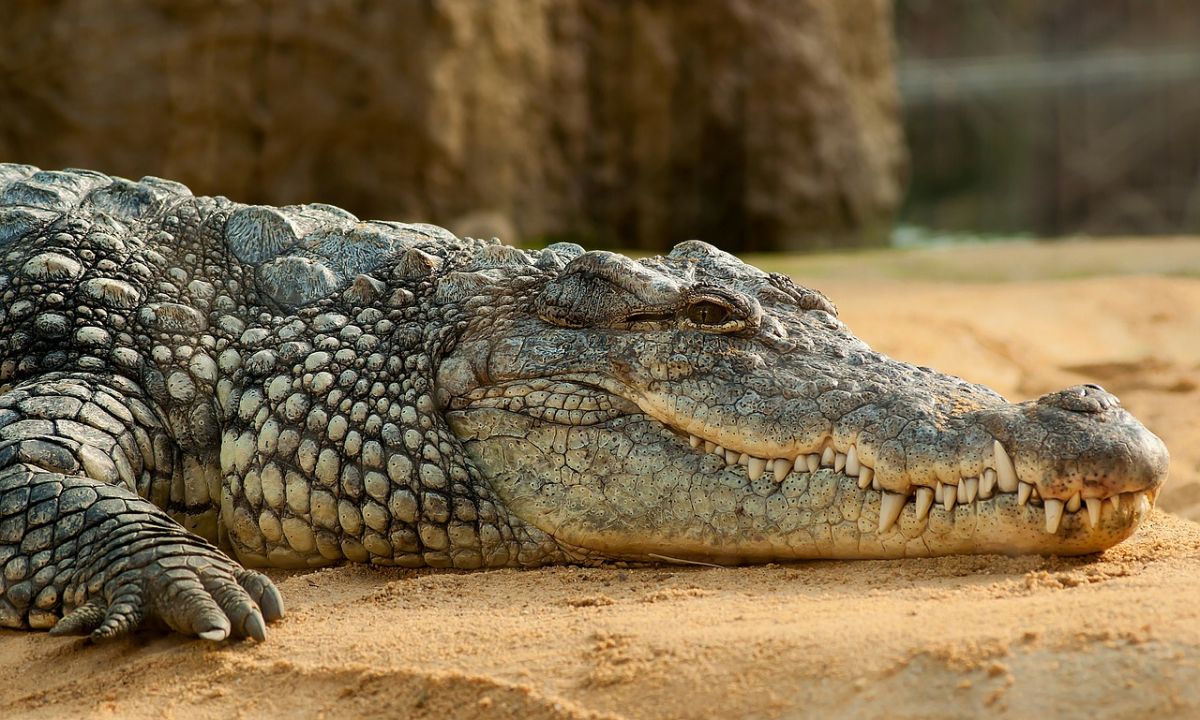El cocodrilo que atacó a la joven de California salió de las aguas del océano, en las playas de Puerto Vallarta.