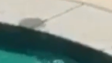 El oso se dio un rápido baño y siguió su camino.