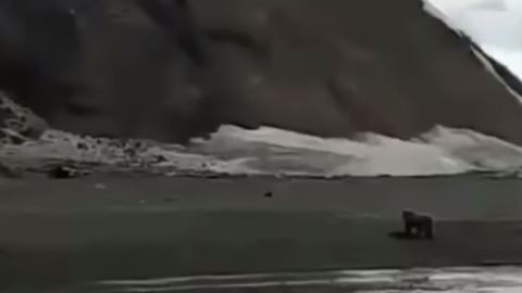 Pescador muere por culpa de oso