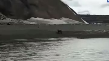 Pescador muere por culpa de oso