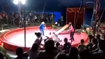 Oso ataca a empleado de circo