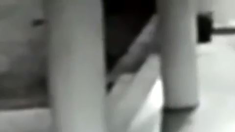 Pelea entre perra y leopardo