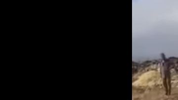 Pollitos en el basurero