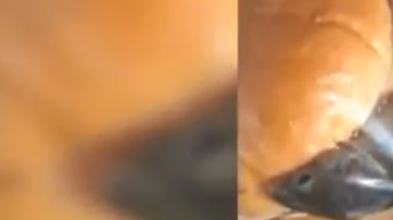 Ratón en pan de Wendy's