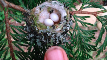 Huevos de colibrí