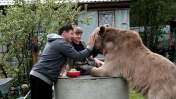 Este oso está totalmente domesticado