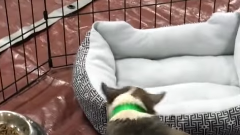 Este perro experimenta lo que es una cama por primera vez.