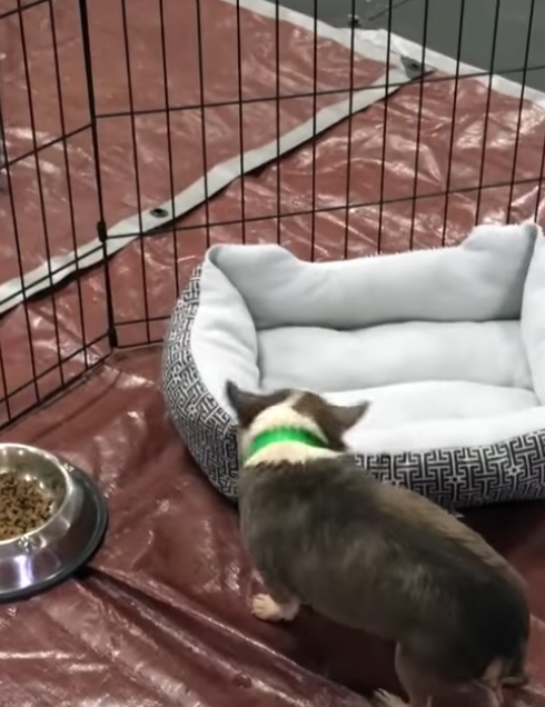 Este perro experimenta lo que es una cama por primera vez.