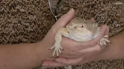 Los reptiles son capaces de sobrevivir días bajo duras condiciones y sin comida.