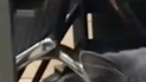 Gatito reacciona así ante la imagen de una serpiente libre en la casa.