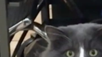 Gatito reacciona así ante la imagen de una serpiente libre en la casa.