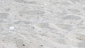 Residentes locales ayudan a una tortuga a excavar para desovar en la playa de Ixtapilla, en el estado mexicano de Michoacán.