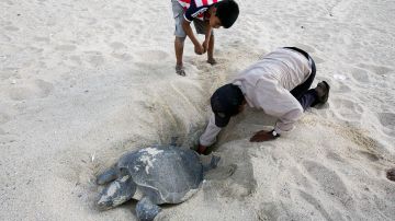 Residentes locales ayudan a una tortuga a excavar para desovar en la playa de Ixtapilla, en el estado mexicano de Michoacán.