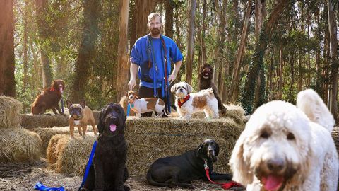 Este paseador de perros decidió no cesar su servicio a uno de sus clientes, sino hacerlo gratis.