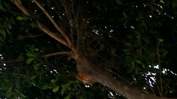 07/10/18 / LOS ANGELES/ Immigrant rights advocates pitch their tents at an encampment outside the ICE offices in downtown Los Angeles. The protests are calling for an abolition of ICE and an end to what they call human rights abuses by the criminal justice system. (Aurelia Ventura/La Opinion)Ê