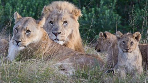 Leones devoran cazadores