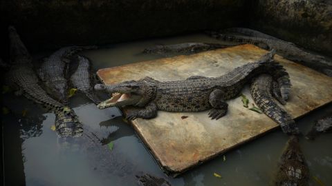 Los pobladores no tuvieron piedad con los animales.