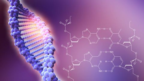 El CRISPR/Cas9 es una técnica de "corta pega".