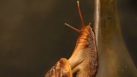 Un caracol lo cambió todo.