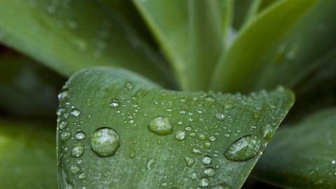 ¿Por qué huele tan bien la lluvia?