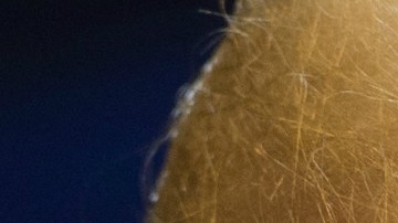 El gobierno tiene hasta el jueves para devolver a más de 2000 niños a sus familias