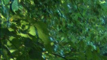 El sospechoso del ataque en Bronx River Forest Park no parece tener más de 25 años.