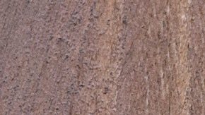 El lemur estaba valorado en $3000.