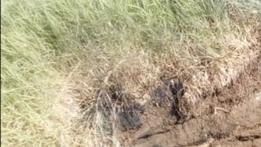 Accidente Banda Trilladora