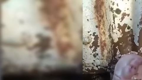 Cerdo con cara de humano