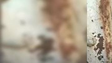 Cerdo con cara de humano