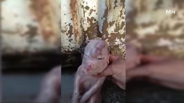 Cerdo con cara de humano