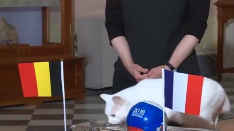 El gato Aquiles eligió a Bélgica como el primer finalista del Mundial de Rusia 2018