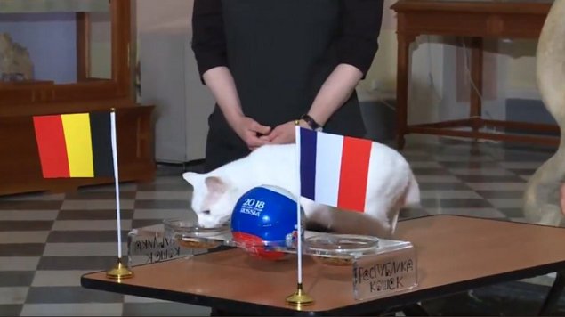 El gato Aquiles eligió a Bélgica como el primer finalista del Mundial de Rusia 2018