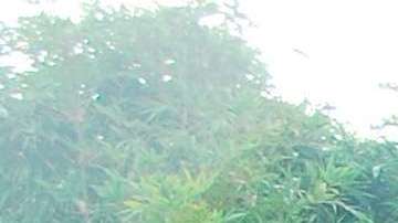 Los Green Army Men junto a la entrada de Toy Story Land, en Disney Hollywood Studios