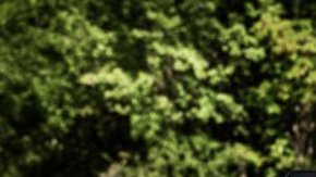 La Raptor, ¿el mejor vehículo del mercado?