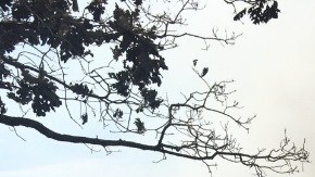 Más de 3,000 bomberos luchan contra el incendio de Ferguson.